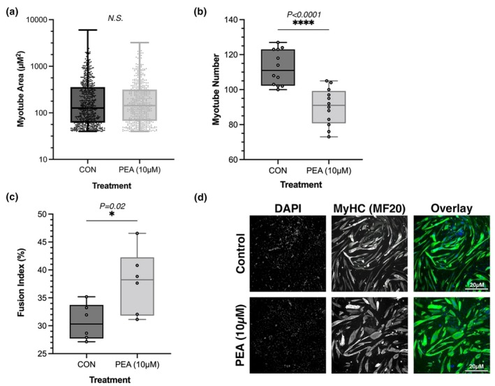 Morphological analysis of myotubes treated throughout differentiation with PEA (10 μM) or vehicle control (CON). Measurements include (a) myotube area (μm2), where each data point represents an individual myotube measured across six images per condition, (b) myotube number, where each data point represents the total number of myotubes per image, and (c) nuclear fusion index (NFI, %), where each data point represents the percentage of nuclei within myotubes per image. Analysis conducted using ImageJ (v1.53a). (d) Representative images of differentiated C2C12 myotubes stained for nuclei (DAPI, blue) and myosin heavy chain (MF‐20, green). One independent image is presented per condition (CON and PEA). Scale bars = 250 μM, applies to all individual channels. Quantification was performed on six randomly selected images per condition to ensure unbiased representation. Data are expressed as mean ± SD from n = 3 independent experimental replicates for each dose.