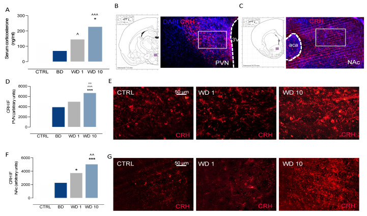 Binge-like alcohol exposure during adolescence perturbs the neuroendocrine stress response during withdrawal. Rats exposed a to binge-like alcohol drinking paradigm during adolescence (A) did not show corticosterone serum alterations on BD, whereas they displayed a progressive increase of corticosterone during WD1, when compared with BD (^ p < 0.05), and at WD10, with respect to CTRL (* p < 0.05) and BD (^^^ p < 0.001). When neuroendocrine stress response was assessed in terms of (B) hypothalamic and (C) extrahypothalamic CRH immunofluorescence, we found (D,E) a significant increase in CRH immunofluorescence in the PVN at WD10, when compared with CTRL (*** p < 0.001), BD (^^^ p < 0.001) and WD1 (°° p < 0.01) and (F,G) a significant increase in CRH immunofluorescence in the NAc at WD1, with respect to CTRL rats (* p < 0.05), and at WD10 with respect to CTRL (*** p < 0.001) and BD (^^ p < 0.01) rats. PVN: paraventricular hypothalamic nucleus; 3V: third ventricle; NAc: nucleus accumbens; aca anterior commissure. BD: binge day; WD1: withdrawal day 1; WD10: withdrawal day 10; CTRL: water-exposed control group. Each bar represents the mean of n = 7 rats; error bars indicate SEM.