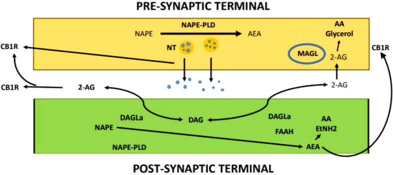 Endocannabinoid-mediated synaptic transmission.