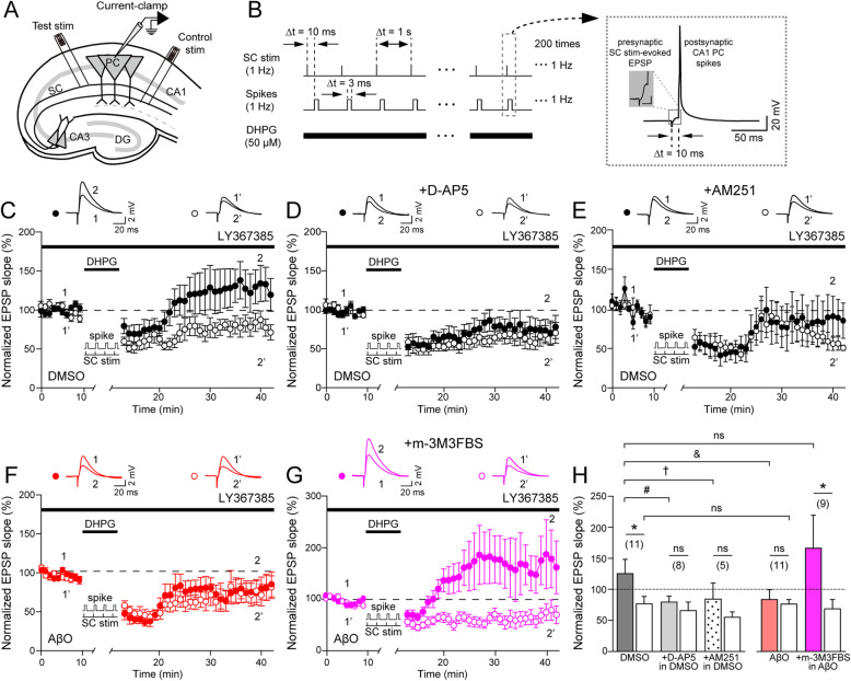 m-3M3FBS restores spike-timing-dependent potentiation (tLTP) impaired by AβO. a Experimental schematic. Whole-cell current-clamp recordings in CA1 pyramidal cells (PCs) and Schaffer collateral (SC) stimulation for tLTP induction at CA3-CA1 excitatory synapses in rat hippocampal slices in vitro. b tLTP induction paradigm consisting of S-eCB mobilization protocol with SC stimulation-evoked presynaptic CA3 PC spikes (SC stim, top) 10 ms before postsynaptic CA1 PC spikes (spikes, middle), repeated 200 times at 1 Hz with DHPG (50 μM) application (bottom). Boxed inset: enlarged presynaptic SC stim-evoked EPSPs paired with postsynaptic CA1 PC spikes during tLTP induction. c–g EPSP slopes normalized to the mean of the 10-min baseline after tLTP in DMSO-treated slices (n = 11, c), in the presence of D-AP5 (50 μM) in DMSO-treated slices (n = 8, d), in the presence of AM251 (3 μM) in DMSO-treated slices (n = 5, e), in AβO-treated slices (n = 11, f), and in the presence of m-3M3FBS (30 μM) in AβO-treated slices (n = 9, g). Filled circles: test pathways, empty circles: control pathways. Inset: representative EPSP traces at indicated time points (1, 2 or 1’, 2’). h The mean of normalized EPSPs slopes from the last 5 min of the test (filled bars) and control pathways (empty bars) in DMSO (black), + D-AP5 in DMSO-treated slices (gray), + AM251 in DMSO-treated slices (dotted), in AβO-treated slices (red), and + m-3M3FBS in AβO-treated slices (magenta). Statistical tests: h Paired Student’s t test for comparison between the test and control pathways within the same group, *p < 0.05, ns: p > 0.05; one-way ANOVA with post hoc Tukey’s test for comparison among the test pathways in five different groups (DMSO vs. + D-AP5 in DMSO, # p < 0.05; DMSO vs. + AM251 in DMSO, † p < 0.05; DMSO vs. AβO, & p < 0.05; DMSO vs. AβO + m-3M3FBS, ns: p > 0.05). Data are represented as mean ± SEM