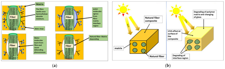 Schematic representation of key degradation mechanisms affecting biocomposites [43]: (a) Effect of water on the fiber–matrix interface; (b) Deterioration mechanisms caused by high temperatures and ultraviolet light.