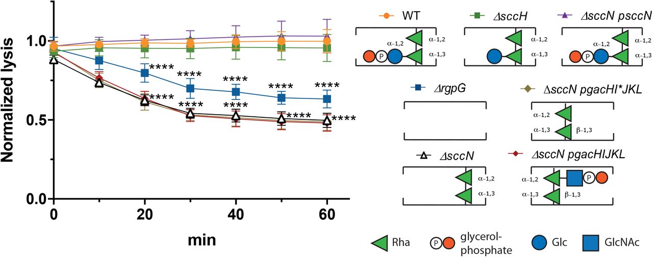 The PlyC-mediated lysis of sacculi purified from S. mutans strains. The lysis was monitored after 10, 20, 30, 40, 50 and 60 min as a decrease in OD600. Results are presented as a fold change in OD600 of the sacculi incubated with PlyC vs. the sacculi incubated without PlyC. Data points and error bars represent mean values of four biological replicates and standard deviation, respectively. P-values were determined by two-way ANOVA with Dunnett’s multiple comparisons test.