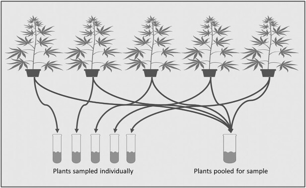 Each plant in the first replicate was sampled individually, and those same plants were then pooled into a single sample. Pooled samples were collected from the remaining 3 replicates.