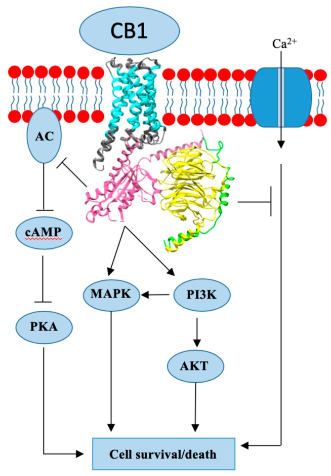 Cannabinoid receptor 1 (CB1) crystal structure and mode of action.