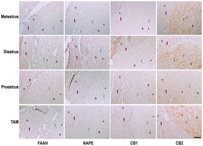 Photomicrograph representation of the immunohistochemical detection and cellular distribution of FAAH, NAPE, CB1 and CB2 in the pituitary of metestrus, diestrus and proestrus rats and cycling female rats treated with TAM. n, neurohypophysis; a, adenohypophysis; arrow heads, positive immunostaining in neurohypophysis (yellow) or adenohypophysis (black); arrows, cells in neurohypophysis (pink) or adenohypophysis (blue). Scale bar = 100 μm.
