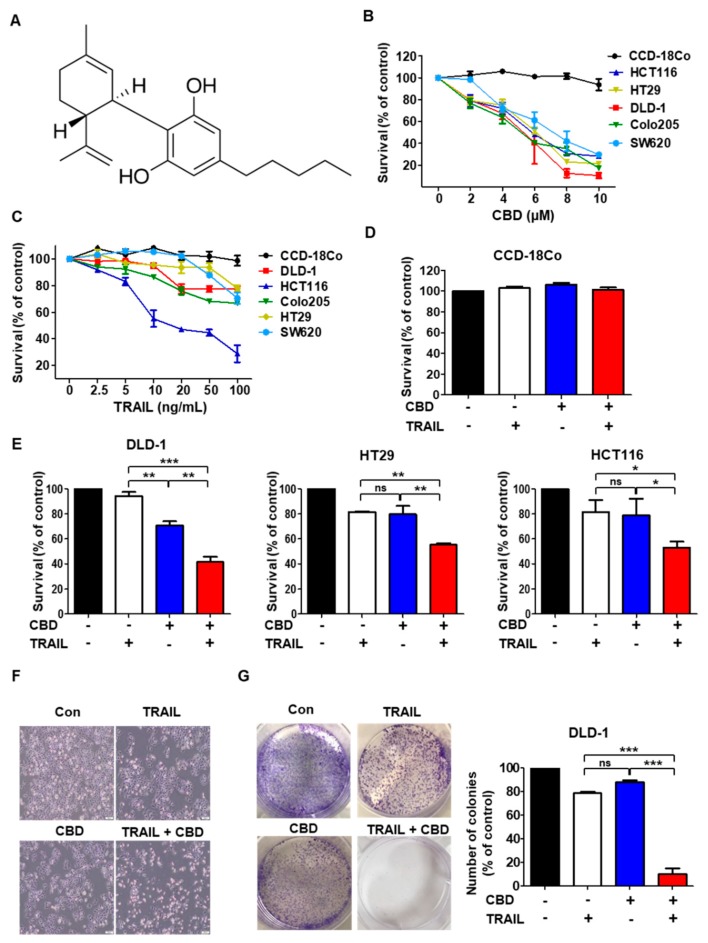 Cytotoxic assay of colorectal cancer cells after exposure to cannabidiol in combination with TNF-related apoptosis-inducing ligand (TRAIL). (A) Structure of cannabidiol. (B) Various cell lines were treated with cannabidiol for 24 h. (C) Cells were exposed to TRAIL for 4 h. (D) CCD-18Co (normal colon) cells were pretreated with or without 4 µM cannabidiol for 24 h and then with TRAIL 10 ng/mL for 4 h. Cell survival was determined (E) DLD-1, HT29, and HCT116 cells were treated with cannabidiol (4 μM) alone or in combination with TRAIL (DLD-1, HT29 10 ng/mL, HCT116 2.5 ng/mL). For parts B–E, cell survival was determined by the WST-1 assay. (F) Morphology of DLD-1 cells that were pretreated with or without 4 µM cannabidiol for 24 h and then treated with TRAIL at 10 ng/mL for 4 h. 100×. (G) Clonogenic assay was assessed after 7 days of cannabidiol treatment alone or combined with TRAIL and wells were stained with crystal violet at the end of the experiment. Left; Photographs of wells in a representative experiment are shown. Right; percentage inhibition of colony formation after drug treatment. Each result is presented as the mean of 3 independent experiments * p < 0.05; ** p < 0.01; *** p < 0.001. CBD, cannabidiol; ns, not significant.