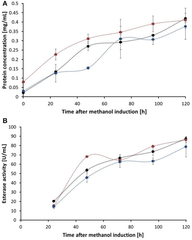 Total protein concentration (A) and esterase activity (B) of fermentation supernatant samples of different time points after methanol induction. Thc_Cut1 (black line), Thc_Cut1_ko_Asn (blue line), and Thc_Cut1_ko_ST (red line). Time point 0 h indicates the start of methanol feed. Error bars show standard deviations of triplicate measurements.