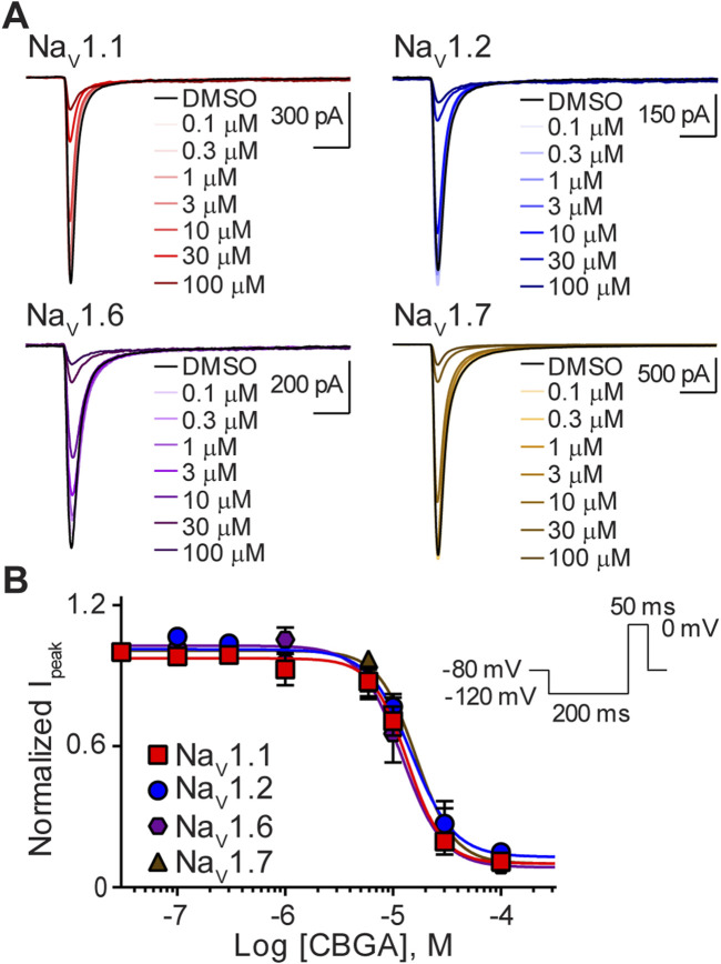 Similar potency of CBGA for the NaV1.1, NaV1.2, NaV1.6 and NaV1.7 channels. (A) Representative current traces for NaV1.1, NaV1.2, NaV1.6 or NaV1.7 in the presence of vehicle DMSO (▬) or CBGA (0.1–100 μM), as labelled. Horizontal scale bars (2 ms) apply to all traces. (B) Potency as a function of CBGA concentration (0.1–100 µM) against NaV1.1 (n = 7), NaV1.2 (n = 6), NaV1.6 (n = 7) or NaV1.7 (n = 5). Data points are mean ± SEM of independent cells. Inset: Schematic of the voltage protocol used to generate these data.