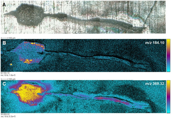 ToF-SIMS analysis of lipids in a portion of control leech nerve cord, including a ganglion. A. Optical, transmitted light low-resolution image of unstained tissue (ganglion and parts of attached nerve) prior to ToF-SIMS analyses. The ganglion is placed in gelatin before being sectioned at 10 µm. The slices are deposited onto silicium target. B, C. Tissue distributions of two ions, m/z 184.1 and m/z 369.32, corresponding to the phosphocholine ion and to the cholesterol fragment ion [M+H-H2O]+, respectively. The phosphocholine ion can be observed mainly in the outer areas of the ganglion, where neuronal somata and glial packets are located, while the cholesterol fragment ion is also found throughout the central neuropil. Five adjacent individual images of 500×500 µm2 where assembled end-to-end to create these images. Color scale bars, with amplitude in number of counts, are indicated to the right of each ion image. The amplitude of the color scale corresponds to the maximum number of counts mc and could be read as [0, mc]. tc is the total number of counts recorded for the specified m/z (sum of counts in all the pixels).