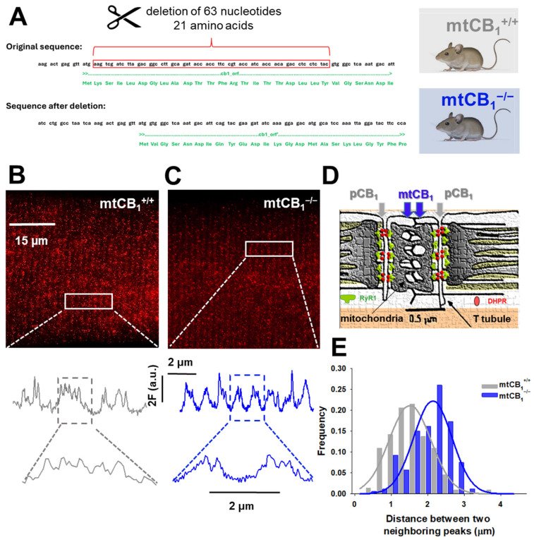 Genetic engineering of mtCB1-KO mice. (A) Deletion of 63 nucleotides from the original sequence of Cnr1 leads to systemic loss of mitochondrial CB1 targeting (here and after referred to as mtCB1−/−). The mtCB1+/+ animals serve as controls (created with Biorender.com). (B,C) Deletion of mtCB1 was confirmed by STED microscopy. Zoomed-in regions (rectangles) show the Abberior STAR red-tagged CB1 antibody fluorescence distribution (expressed in a.u.). Note that in mtCB1+/+, more than two peaks per sarcomere are detected (fluorescence originates from both pCB1 and mtCB1 populations), whereas in mtCB1−/− samples, two peaks per sarcomere are detected (fluorescence originates solely from the pCB1 population). (D) Cartoon illustrating the arrangement of two distinct CB1 populations in skeletal muscle cells: in the plasma membrane (pCB1) and the mitochondrial membrane (mtCB1), respectively (adapted from Pouvreau et al. 2007 [55]). (E) Histogram depicting the rightward shift of peak fluorescence distribution frequencies in mtCB1−/− samples clearly underlying the lack of mitochondrial CB1 signals. A Gaussian was fit to the data set for mtCB1+/+ and mtCB1−/− respectively, with the following parameters: a = 0.21 vs. 0.22; x0 = 0.57 vs. 0.52 and b = 1.51 vs. 2.14, where a is the amplitude and b depicts the width of the Gaussian curve fit.
