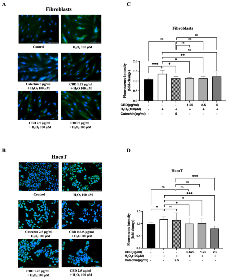 ROS production of CBD-treated cells before being activated with 100 µM of H2O2 for 24 h in (A) fibroblasts and (B) HaCaT keratinocytes. Green fluorescence (CellROX) represents intracellular ROS, and blue fluorescence (DAPI) represents cell nucleus. Relative fluorescence intensity after CellROX staining of (C) fibroblasts and (D) HaCaT keratinocytes. Green fluorescence intensity was normalized using DAPI fluorescence intensity as background. Data are presented as mean ± and standard deviation (±SD) from three independent experiments (n = 3). Statistical significance was determined by one-way ANOVA (non-significant; ns, significant; * p < 0.05, ** p < 0.01, and *** p < 0.001 vs. negative control (H2O2 100 µM) and positive control (catechin 5 µg/mL)).