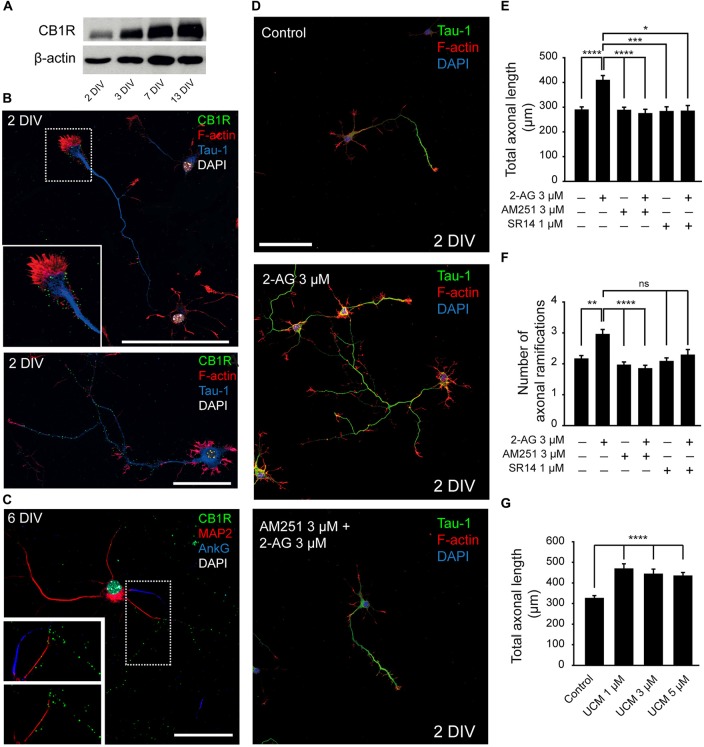 Modulation of axonal growth by the type-1 cannabinoid receptor (CB1R). (A) Western-blot showing CB1 receptor total expression levels on 2, 3, 7 and 13-days in vitro (DIV) hippocampal neurons. (B) CB1 receptor (green) expression in 2-DIV hippocampal neurons. Growth cones are stained with phalloidin-Alexa 594 (red), axons with Tau-1 antibody (blue) and nuclei with DAPI (white). The inset shows a magnification of the growth cone region. Note that CB1 receptors show a punctate staining and are mainly concentrated in the axonal growth cone and along the axonal shaft (image below). (C) CB1 receptor (green) expression in 6-DIV hippocampal neurons. CB1 receptors are expressed along the axon and are not detected by immunofluorescence in the dendrites (red) or the axon initial segment (AIS; blue). Magnification of the image is shown below with or without AIS marker staining (AnkyrinG, blue). (D) 2-DIV hippocampal neurons treated with 2-Arachidonylglycerol (2-AG) or 2-AG in combination with AM251 from plating until 2 days. Neurons were stained using a Tau-1 antibody and Phalloidin for better recognition of neuronal and axonal morphology. Scale bar = 100 μm. (E–G) Bar plots representing the mean ± SEM of axonal length or total number of axonal ramifications of 2-DIV hippocampal neurons treated with CB1R antagonists, and/or agonist (E,F) or treated with monoacylglycerol lipase (MAGL) inhibitor UCM03025 (G). Data were acquired from three independent experiments (30 neurons/experimental condition in each experiment). Kruskal-Wallis, Dunn’s multiple comparisons test. Adjusted p values: *p < 0.05, **p < 0.01, ***p < 0.001, ****p < 0.0001; ns, non-significant.
