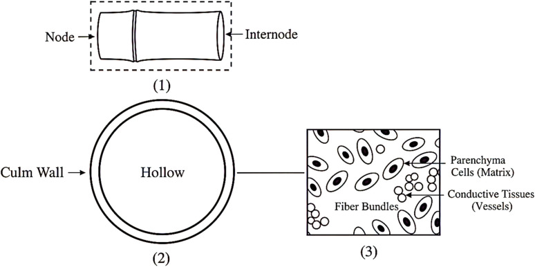 Schematic representation of the hierarchical structural organization of bamboo from the culm scale to the tissue level.