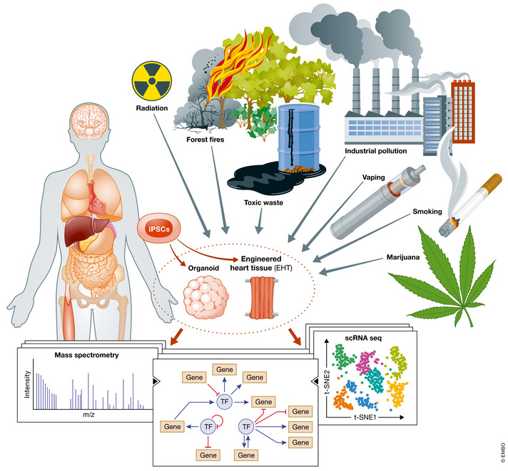 iPSCs offer a unique patient‐specific model to study the effect of the environment on the human bodyNew or unrecognized environmental toxins such as particulate matter 2.5 (PM2.5) from forest fires and industrial pollution, marijuana, e‐cigarette, radiation, or toxic waste exposure might cause adverse effects on the human body. iPSC disease modeling is an opportunity to study the effects of environmental toxins before they result in end‐organ damage or organ failure. iPSCs can be differentiated into organ‐specific cells and assembled into fabricated tissues such as engineered heart tissue or differentiated into organoids comprised of organ‐specific tissue. Using single‐cell RNA sequencing (scRNA‐seq), mass spectrometry, and other ‐omic analysis, iPSC disease modeling could be leveraged to discover harmful effects of environmental factors before epidemiology studies are available and prevent significant morbidity and mortality. The discovery of druggable targets and pathways might lead to the development of new biomarkers and therapies for disease. [Colour figure can be viewed at wileyonlinelibrary.com]