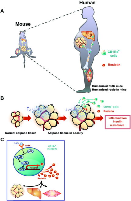 Schematic figure of CB1R-positive cells producing resistin. (A) CB1R-positive cells that secrete resistin may serve as mediators that elucidate the discrepancy between in mice and in humans in terms of the role of resistin in inducing insulin resistance. Mouse resistin is produced from adipose tissues; in contrast, human resistin is secreted by monocytes and macrophages. Owing to pathophysiological differences between mice and humans, we utilized animal models, such as humanized NOG mice and humanized resistin mice. (B) In both mouse models, a high-fat diet, which mimics the status of human obesity, increased the level of 2-AG in the visceral adipose tissue. Increased level of endocannabinoid ligands recruits the CB1R-positive cells into the target tissues, such as the adipose tissue, liver, and skeletal muscle. Mobilized CB1R-positive cells secrete resistin, which induces inflammation and insulin resistance in those tissues. (C) Resistin expression in CB1R-positive cells is regulated through the p38–Sp1 pathway.