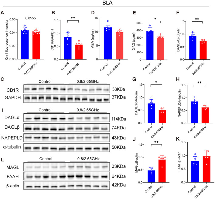 Effects of 0.8/2.65 GHz dual-frequency electromagnetic radiation on the endocannabinoid system in the basolateral amygdala (BLA) of male mice. (A) Q-PCR analysis of cnr1/β-actin in the BLA (n = 9/group). Changes in CB1R in the BLA, (B) statistical analysis of CB1R/GAPDH protein electrophoresis in the BLA (n = 5/group), (C) schematic diagram of WB results of CB1R/GAPDH in the BLA. (D, E) Elisa analysis of 2-AG and AEA molecules in the BLA (n = 5/group). (F–I) Effects of dual-frequency EMR on cannabinoid synthetase in the BLA, (I) WB results of target proteins (DAGLα, DAGLβ, NAPEPLD) and internal reference α-tubulin in the BLA, (F–H) analysis of DAGLα, DAGLβ, NAPEPLD/α-tubulin protein electrophoresis in the BLA (n = 5/group). (L–K) Effects of EMR on cannabinoid hydrolase in the BLA, (L) WB results of target proteins (MAGL, FAAH) and internal reference β-actin in the BLA, (J, K) analysis of MAGL, FAAH/β-actin WB results in the BLA (n = 5/group). All data are expressed as means ± SEM, *p < 0.05, **p < 0.01, All results were analyzed using the unpaired t-test.