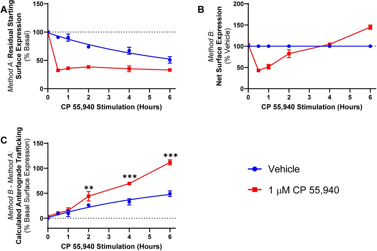 CB2 trafficking time course in response to CP 55,940 HEK cells stably expressing CB2 wt were treated with 1 µM CP 55,940 or vehicle over a 6 h time course, and labelled to measure(A) residual starting surface expression (Method A) or (B) net surface expression (Method B). (C) Calculated anterograde trafficking (Method B – Method A). P values for significant differences between Vehicle and CP 55,940 are indicated graphically as: ** < 0.005, *** < 0.001. Data are presented as mean ± SEM from three independent experiments.