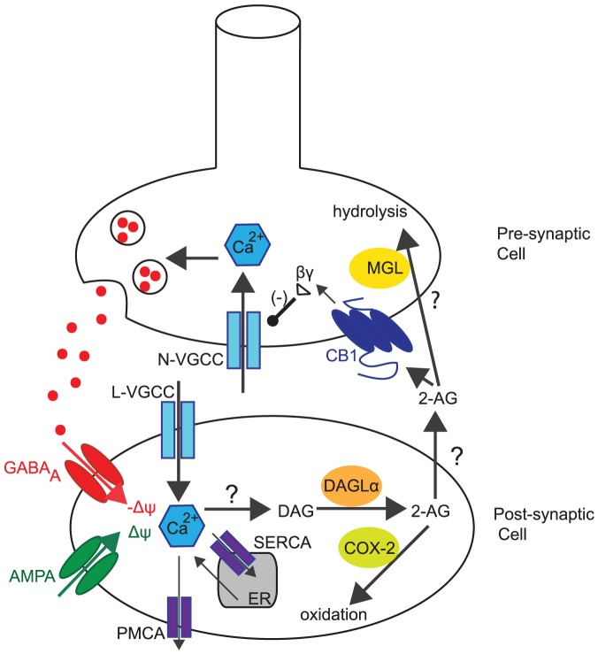 Reduced eCB signalling model at central synapses underlying eCB-iSTD.Highlighting the main factors controlling the physiology of 2-AG at post-synaptic sites of generation and release as well as pre-synaptic signalling by CB receptors in hippocampus. 2-AG is synthesised in the post-synaptic (excitatory) cell when DAG is metabolised by DGL. One of the pathways that DAG can be produced is linked to the rise of intracellular calcium concentration, which leads to the production of DAG through an as-yet-unknown pathway. The main source of intracellular calcium post-synaptically is considered to be due to depolarisation () induced entry through L-type VGCCs. A minor source of Ca is due to the leak flux from the ER. Ca exits the cytoplasm through PMCA and SERCA pumps. Once 2-AG is synthesised, it is released by a putative eCB membrane transporter and activates CB receptors, found pre-synaptically (on the inhibitory cell). This results in the splitting of the G protein heterotrimer into G and G subunits. The G subunit directly inhibits the N-type VGCCs on the pre-synaptic membrane, which puts them into a reluctant state, resulting in the inhibition of GABA neurotransmitter release. 2-AG is then returned into the cells by an as-yet-unknown eCB transporter where most of it is degraded by MGL. Post-synaptically, 2-AG undergoes oxidation by COX-2. Additional information is included in the text. 2-AG: 2-arachidonoylglycerol, COX-2: Cyclooxygenase-2, DAG: Diacylglycerol, DGL: Diacylglycerol Lipase , : Membrane Depolarisation, ER: Endoplasmic Reticulum, MGL: Monoglyceride Lipase, PLC: Phospholipase C , PMCA: plasma membrane Ca ATP-dependent pumps, VGCC: Voltage-Gated Calcium Channel, SERCA: sarco/endoplasmic reticulum Ca ATP-dependent pumps.