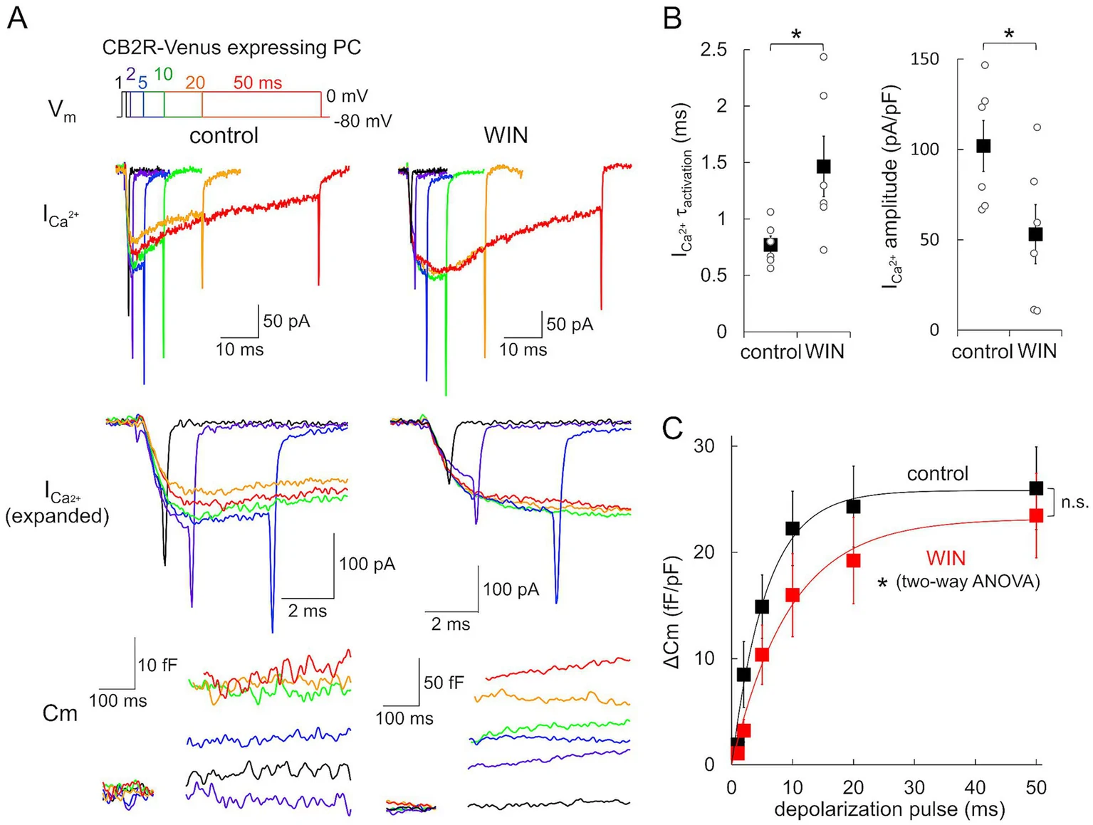 Panel A presents electrophysiological traces comparing control and WIN conditions in CB2R-Venus expressing Purkinje cells, showing I_Ca2+ currents and membrane capacitance at varying depolarization durations. Panel B displays box and whisker plots showing increased I_Ca2+ activation time and decreased amplitude under WIN treatment, both statistically significant. Panel C shows a line graph plotting ΔCm against depolarization pulse duration, with WIN inducing a reduced and delayed increase compared to control, statistically analyzed by two-way ANOVA.