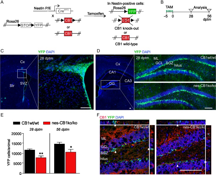 (A) Scheme of the strategy for conditional deletion of CB1 from NSCs and genetic tagging of NSC with YFP in vivo (using nes-CreERT2, expressing tamoxifen-inducible Cre under the control of nestin promoter/enhancer elements, P/E), obtaining nes-CB1ko/ko. The respective controls (CB1wt/wt) contain the wild-type CB1 alleles, but are YFP tagged. (B) Time course of experiment. Mice were perfused at 28 days post tamoxifen-induced recombination (dptm) or 56 dptm. (C) Recombined cells express YFP (green) and are present in the subventricular zone (SVZ) and (D) in the subgranular zone (SGZ) of the dentate gyrus (DG). (E) Quantification of YFP-positive cells in the DG revealed a significant decrease in nes-CB1ko/ko mice as compared with CB1wt/wt at 28 dptm and 56 dptm. n = 4 animals/group, **P < 0.01, *P < 0.05, two-tailed unpaired Student’s t-test. Data are represented as mean ± SEM. (F) Representative confocal images including z-stacks display co-localization of recombined YFP cells (green) and CB1 expression (red) in CB1wt/wt mice, whereas nes-CB1ko/ko mice show a lack of CB1 expression in recombined YFP cells (arrowheads indicate corresponding points in the orthogonal planes). DAPI, blue. Scale bar, 100 μm. Cortex (Cx); Striatum (Str); granule cell layer (GCL), molecular layer (ML).