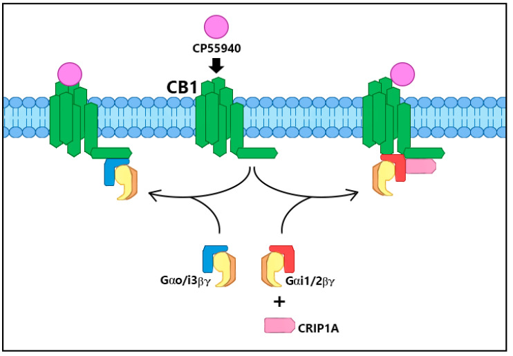 Selective G protein subtype switching. Under the influence of CRIP1a, CP55940-mediated Go/i3 activation by CB1R C is attenuated while Gi1/2 activation is promoted. The binding of Go/i3 to CB1R requires a region in the C-terminus, while Gi1/2 binding utilizes a region of the third intracellular loop. This G protein selection by CRIP1a can hypothetically alter the downstream cascades in response to CP55940 activation of CB1R depending upon the availability of these Gα subtypes.