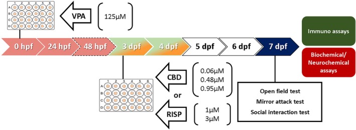 Experimental design of Experiment 2. Similar to Experiment 1, however, the green/yellow arrows represent the duration of the pharmacological treatments (CBD or RISP), while the white arrows indicate the washout period before the behavioral tests (blue arrow), and the immunofluorescence/biochemical/neurochemical assays. For further details, see the caption for Figure 1.