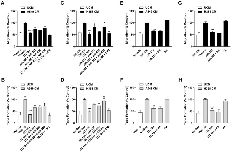 Evaluation of the possible role of the endocannabinoid system and free fatty acid modulation in the antiangiogenic effect of JZL184 on HUVECs. To examine corresponding potential effects, the effect of AM-251 (CB1 receptor antagonist), AM-630 (CB2 receptor antagonist), capsazepine (CPZ, TRPV1 antagonist), and palmitic acid (PA) on the antiangiogenic effect of CM from hypoxic A549 or H358 cells treated with 0.1 µM JZL184 was tested. Hypoxic cancer cells were incubated with vehicle or JZL184 for 48 h before CM were collected. In (A–D), cells were pre-incubated for 30 min with the respective receptor antagonist (all tested at a final concentration of 1 µM) under normoxic conditions, while in (E–H) PA (10 µM) was added to the hypoxic cells concomitantly with JZL184. Migration (A,C,E,G) and tube formation (B,D,F,H) of HUVECs were determined after incubation with CM of cancer cells for 24 h (migration) or 6 h (tube formation). All percentage values shown refer to HUVECs treated with CM derived from vehicle-treated hypoxic cancer cells, each set to 100%. Serum-free DMEM (unconditioned medium, UCM) was included to define the hypoxia effect. Data represent mean ± SEM of n = 6 (A–E,G) or n = 9 (F,H). ** p ≤ 0.01, *** p ≤ 0.001, **** p ≤ 0.0001 vs. CM from vehicle-treated hypoxic cells; # p ≤ 0.05, ## p ≤ 0.01 vs. CM from JZL184-treated hypoxic cells; one-way ANOVA with Bonferroni´s post hoc test.