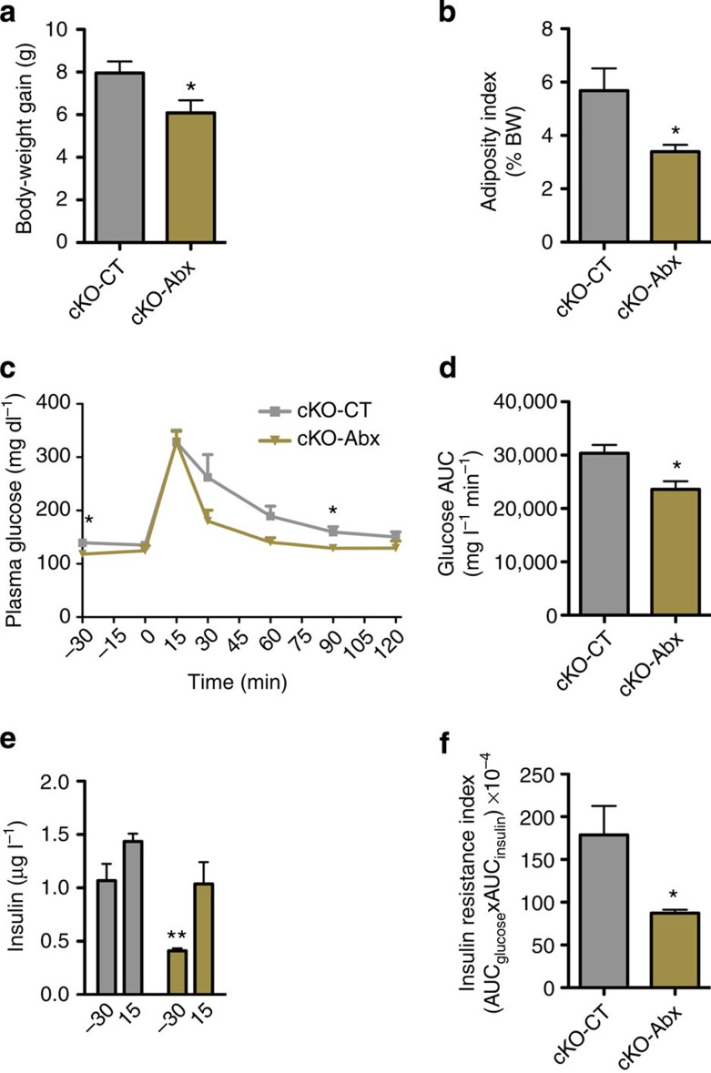 Antibiotic treatment improves metabolism in adipose tissue Napepld-deleted mice.(a) Total body-weight gain (g; n=5). (b) Adiposity index (% Total body weight) after long-term antibiotic treatment (n=5). (c) Plasma glucose (mg dl−1) profile and (d) the mean area under the curve (AUC) measured between 0 and 120 min after glucose loading (mg l−1 min−1; n=5). (e) Plasma insulin levels at 30 min before and 15 min after glucose loading (μg l−1) (n=5). (f) Insulin resistance index determined by multiplying the AUC of blood glucose by the AUC of insulin. Data are presented as mean±s.e.m. Data with ‘*’ are significantly different (P<0.05) according to the unpaired two-tailed Student t-test, or following a two-way statistical analysis in c. Data with ‘**’ indicates a significant difference (P<0.01) versus time point −30 min in cKO mice in e.