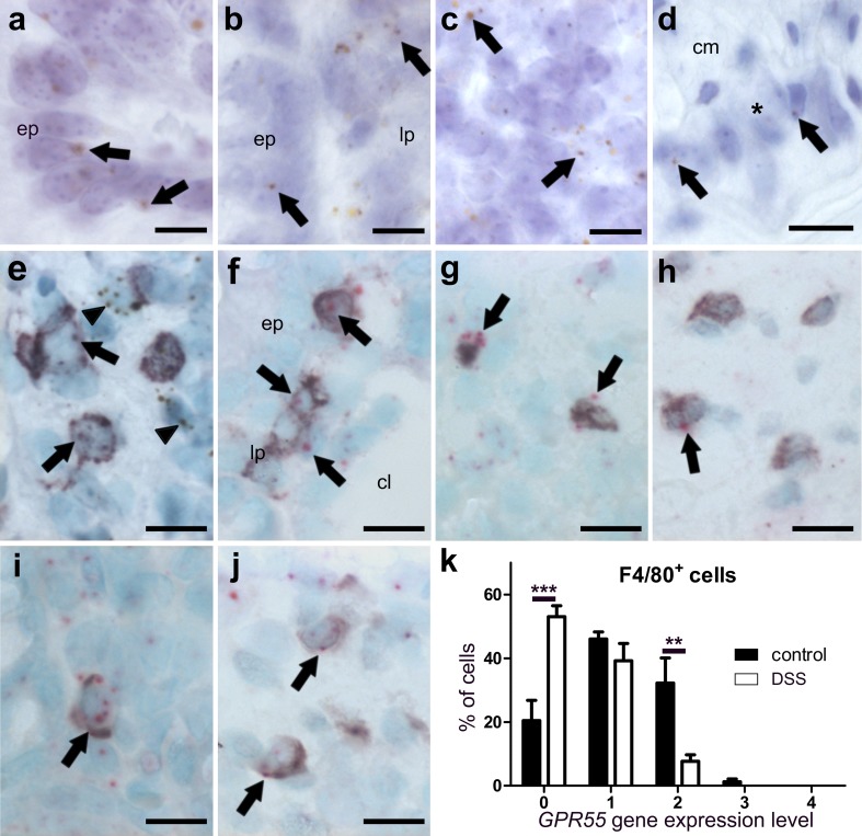 ISH staining of GPR55 mRNA in colon of healthy (a–i) and DSS-treated mice (j). In the healthy colon, there is moderate expression of the GPR55 gene in epithelial cells (a, ep), lamina propria cells (b, lp), lymph follicle (c), and very low expression in myenteric neuronal cells (d brown, DAB; representative GPR55 mRNA staining is denoted by arrows). Co-localization of GPR55 mRNA (brown, DAB) with CD3 (purple, VIP, arrows) in the lamina propria indicates GPR55 gene expression in T-cells although staining is also seen outside CD3+ cells (earrowheads). GPR55 mRNA (FastRed) can be found in all T-cell subpopulations investigated such as in CD4+ (f), FoxP3+ T regulatory (g), and CD8+ cells (h). In F4/80+ cells, GPR55 mRNA levels are decreased after treatment with DSS (j) as compared to healthy mice (i); the corresponding quantification of cell counts is shown in (k). Calibration bars: 10 µm; cm circular muscle layer, ep epithelium, lp lamina propria, lm longitudinal muscle layer, cl crypt lumen; *, myenteric ganglion