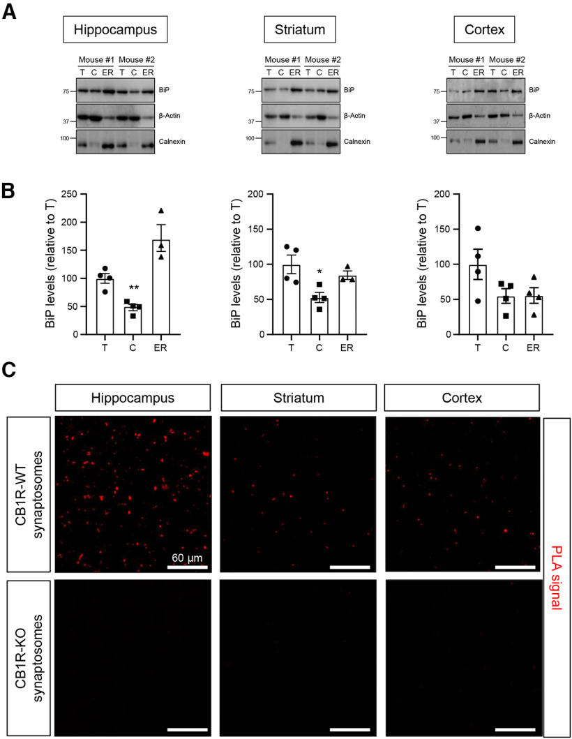 Subcellular localization of BiP in the mouse brain. A, Western blotting of BiP in total-extract (T), cytosolic (C), and ER fractions from the hippocampus, striatum, and cortex of 3- to 4-month-old WT mice. Calnexin was included as an ER-specific marker. Representative blots from 2 mice are shown. B, Quantification of BiP levels in the C and ER fractions relative to BiP levels in the T fraction. *p < 0.05, **p < 0.01 from the corresponding ER fraction by one-way ANOVA with Tukey's multiple comparisons test (n = 3 or 4 mice per group). C, PLA experiments conducted on synaptosomal fractions isolated from the hippocampus, striatum, and cortex of 3- to 4-month-old CB1R-WT and CB1R-KO mice. Representative images of hippocampal (left column), striatal (middle column), and cortical (right column) synaptosomes, with CB1R-BiP complexes depicted in red, are shown (n = 5 mice per group).