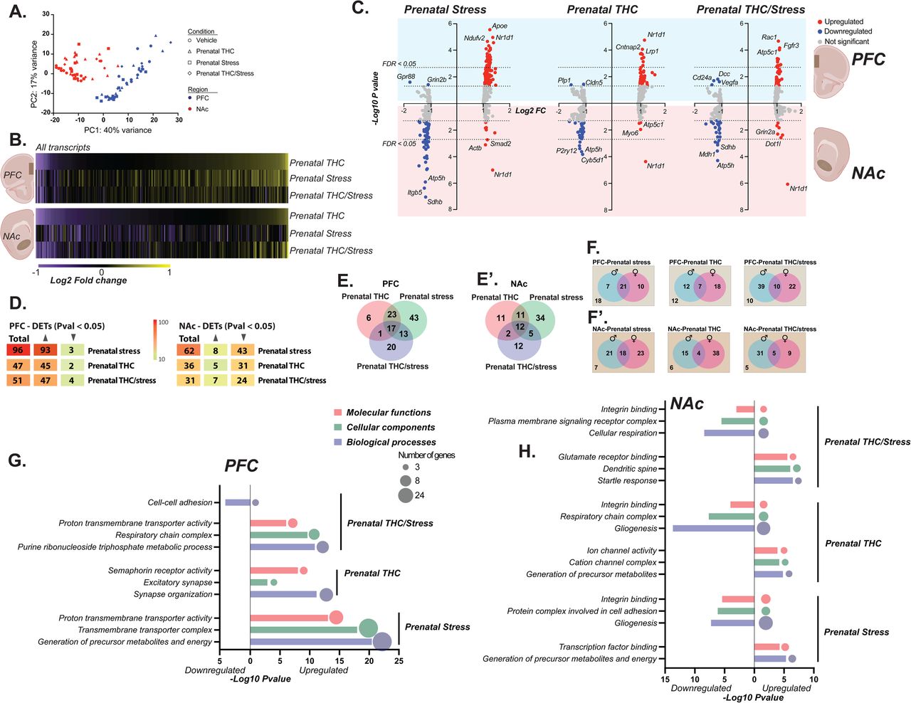Transcriptome profiling in PFC and NAc of adolescent mice exposed to prenatal THC, stress and a combination of both.(A) Principal component analysis of PFC and NAc samples from all conditions. (B) heatmaps showing all gene transcripts (337) explored in the PFC and NAc of prenatal THC-, stress- and THC/stress-exposed adolescent mice. (C) Volcano plots showing DETs in the PFC (above) and NAc (below) across all exposed groups. Dotted lines on x-axis represent significance cut-off - Pval of 0.05 and FDR of 0.05. Red dots indicate upregulated transcripts, and blue dots indicate downregulated transcripts. (D) Shows total DETs and expression pattern in the PFC and NAc across the 3 exposed groups. Venn diagrams showing unique and shared DETs when sexes are combined in the (E) PFC and (E’) NAc and separated in the (F) PFC and (F’) NAc. Top gene ontology analysis in the (G) PFC and (H) NAc. Circle sizes indicate number of DETs present in enriched terms. Upregulated over-represented terms are shown to the right of vertical lines starting at zero, and downregulated over-represented terms on the left of vertical line. Bar graphs show biological processes (blue), cellular component (green) and molecular functions (red). DETs, differentially expressed transcripts.