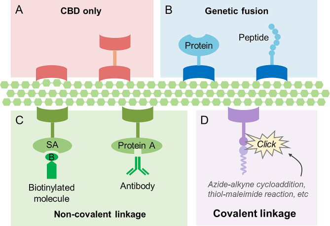 Different methods for constructing functionalized cellulose materials using CBDs. (A) Using single- or bi-modular CBDs only; (B) Fusion with proteins or peptides having inherent functions; (C) Non-covalent anchoring of molecules after fusion with peptides or proteins. SA, streptavidin; (D) Addition of molecules through covalent bonds