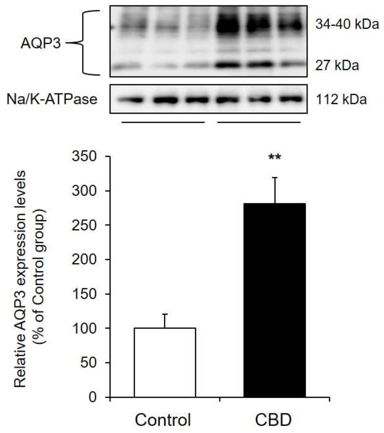 AQP3 protein expression levels in the skin. A 1% CBD solution was applied to the back skin of mice for 14 days. After the treatment, the protein expression level of AQP3 in the skin was analyzed by Western blotting (n = 6, means±SD, ** p < 0.01 vs. the control group).