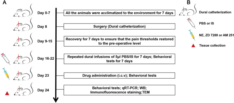 The timeline and experimental steps in this research. Rats were randomly assigned to the experimental groups after 7 days of acclimatization. On the 8th day, rats underwent surgery for the establishment of the CM model, and rats with dura damage during the surgery were excluded. From the 9th day, rats were allowed to recover for 7 days to ensure that the pain thresholds were restored to the preoperative level. From the 16th day, rats were subjected to dural infusions of 5 μl of PBS/IS and behavioral tests for 7 days. On the 23rd day, rats were treated with intraventricular drug injections, and behavioral tests were performed. On the 24th day, after behavioral tests were performed, and rats were euthanized for the qRT–PCR, western blotting, immunofluorescence staining, and TEM