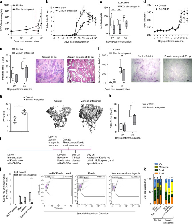 Short-term zonulin antagonist treatment improves bone homeostasis.a–c Time course of a intestinal barrier permeability (n = 5), b total arthritis scores (n = 5) and c serum zonulin levels in collagen-induced arthritis (CIA) mice treated with Larazotide (zonulin antagonist) between 17 and 27 days post immunization (dpi) (n = 5, box and whiskers showing 1–99 percentile). d Time course of arthritis scores in mice induced for CIA treated with the zonulin agonist (AT-1002) (n = 5). e, f Histological analysis of tarsal joints after zonulin antagonist treatment showing e inflamed area and respective H&E-stained sections (size bar: 500 µm) (n = 5, showing 1–99 percentile) as well as f osteoclast numbers with respective TRAP-stained sections (size bar: 500 µm) (n = 5, showing 1–99 percentile). g Bone densities in mice treated with zonulin antagonist and respective micro-CT images (n = 5). h Osteoclast numbers per bone parameter in the tibia of CIA mice treated with zonulin antagonist between 17 and 27 days post immunization (n = 5, showing 1–99 percentile). i Schematic overview of cell trafficking experiments using photoconvertible Kaede mice. j Quantification of photoconverted cells from Kaede mice in lymphoid organs and the synovial tissue following short-term zonulin antagonist treatment (n = 8). k Cell populations identified in MLN, spleen and synovial tissue from Kaede CIA mice at day 26 post immunization (n = 6). Data are derived from three independent experiments and expressed as the mean ± s.d. Statistical difference was determined by Students’ t test, two-tailed (g) or two-way ANOVA (a–f, h, i). *p < 0.05; **p < 0.01; ***p < 0.001. Dashed red line: time point of clinical disease onset. Source data are provided as a Source Data file.