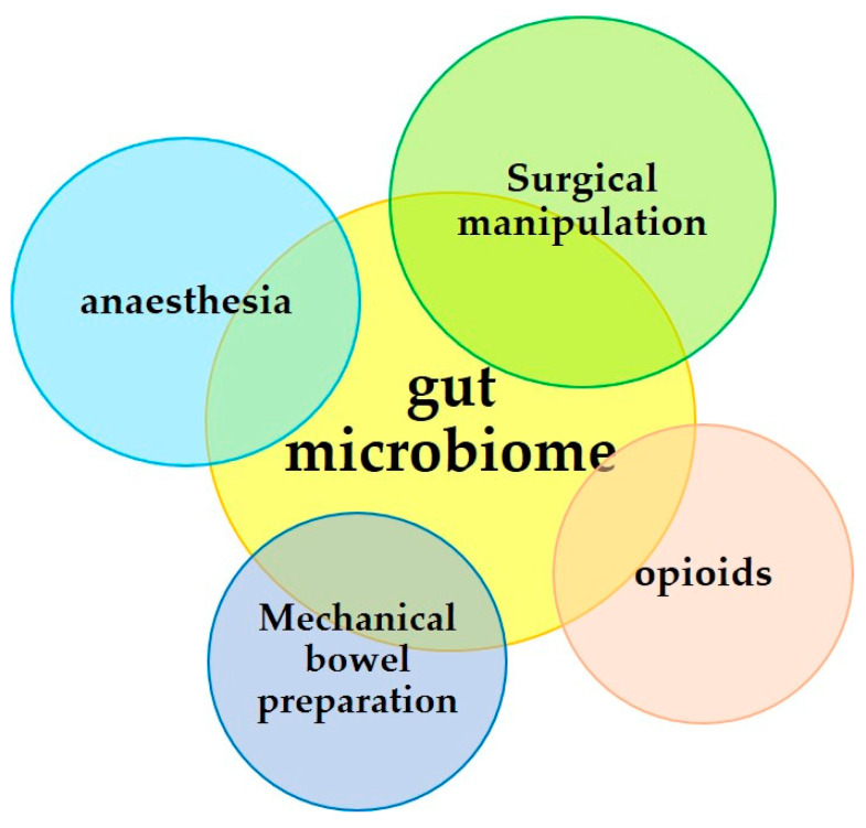 Parameters of the surgical procedure affecting the gut microbiota.