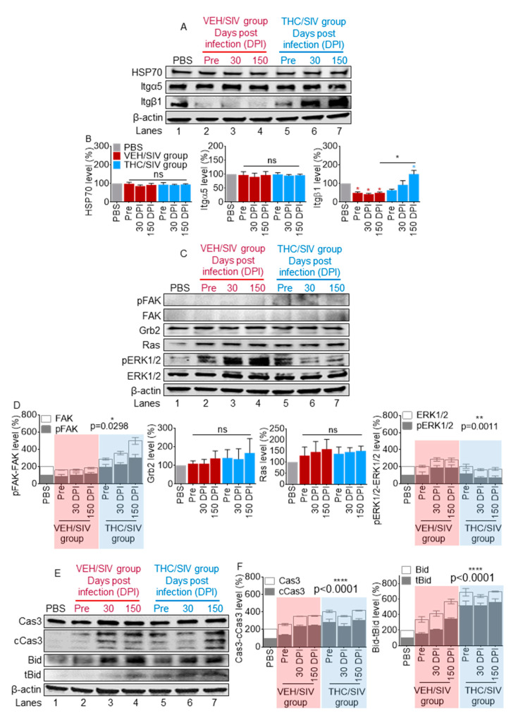 THC/SIV BEVs dampen SIV-induced changes in intracellular signaling: (A,B) representative Western blot images of HSP70, Itg α5 and Itg β1 (A) and densitometry quantification of three independent repeats (B). (C,D) Representative Western blot of kinases, their activators, and adaptor (C) and densitometry quantification of three independent repeats (D). (E,F) Representative levels of proteins linked to cell death (E) and densitometry quantification of three independent repeats (F). The relative band density was determined by normalizing to β-actin and PBS control. Ordinary one-way ANOVA (Brown–Forsythe and Bartlett tests, with Sidak’s multiple comparisons test) was used to determine the statistical significance within the group. Two-way ANOVA (groups x proteins) was used to determine the statistical significance for pFAK/FAK, pERK1/2/ERK1/2, cCas3/Cas3 and tBid/Bid. * p < 0.05, ** p < 0.01, **** p < 0.001, and ns = non-significant.