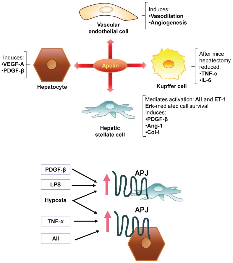 Overview of the roles of the apelin system in liver fibrosis.