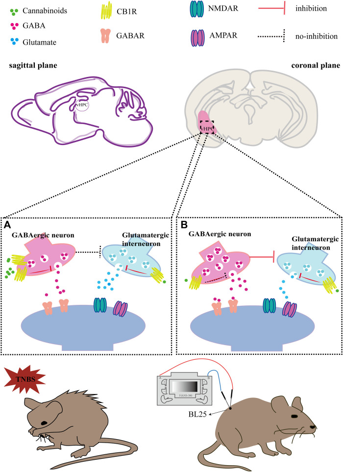 Hypothesis diagram of EA inhibiting IBD induced anxiety via CB1R in the vHPC. (A) In TNBS-induced IBD mice, CB1R was over-expressed in GABAergic neurons in the vHPC, which was activated by endocannabinoid and the release amount of GABA was reduced. As a result, the release amount of glutamate is increased because of decreased inhibition of GABA. The increased release of glutamate in the vHPC may excite anxiety-related neuronal circuits starting from vHPC, thus inducing anxiety-related behaviors in IBD mice. (B) In TNBS-induced IBD mice with EA treatment, EA downregulated CB1R in GABAergic neurons in the vHPC, which disinhibit the release of GABA. In turn, excessive GABA inhibited the release of glutamate. Meanwhile, CB1R in glutamatergic neurons can also be activated by EA induced endocannabinoid, which can also decrease the release amount of glutamate. To sum up, EA may exert anxiolytic effect via downregulating CB1R in GABAergic neurons and activating CB1R in glutamatergic neurons in the vHPC, thus reducing the release of glutamate and inhibiting the anxiety-related neuronal circuits.