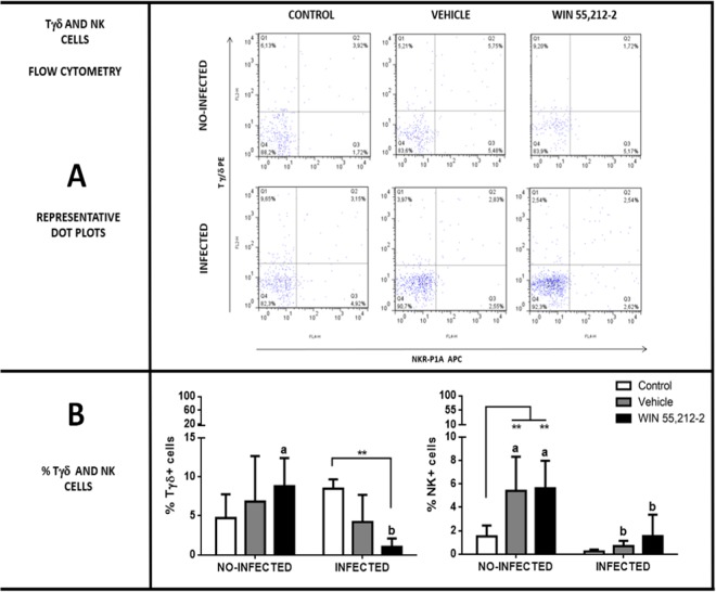 Percentage of NK and Tγδ cells in duodenum. (A) Representative dot plots in control, vehicle and WIN 55,512-2 groups of non-infected and infected groups. (B) Percentage of Tγδ and NK cells. Data are expressed as mean ± SD. Two-way ANOVA test and post hoc Tukey multiple comparisons test were performed. **p < 0.01; differences among treatments are shown with bars. Letters above each column indicate statistical differences among groups due to infection: a, no significant difference compared with a; b, no significant difference compared with b; p < 0.05 for a compared to b, or vice versa; n = 6 for each group.