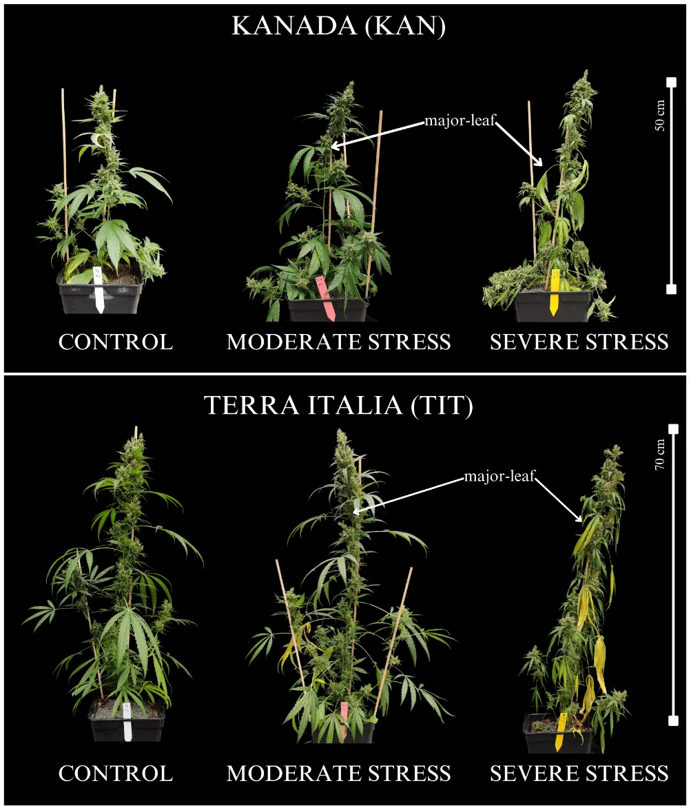 Composite image displaying two groups of three cannabis plants each against a black background. The top row, labeled “KANADA (KAN)”, shows control, moderate stress, and severe stress conditions with a 50-centimeter scale. The bottom row, labeled “TERRA ITALIA (TIT)”, shows the same stress levels with a 70-centimeter scale. Major leaves are indicated by arrows in both moderate and severe stress plants. Plants under increased stress appear smaller, with fewer and more wilted leaves.