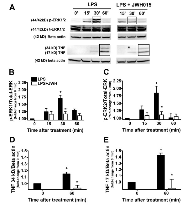 Effects of microglial CBR2 activation on the ERK/TNF pathway. Representative western blots (A) and quantification of p-ERK1 (B), p-ERK2 (C) and TNF (D, 34 kD; E, 17 kD) expression at different incubation time points (15–60 min, 0 = medium control group) in LPS-stimulated microglia in the presence or absence of JWH015 (1 μM). JWH015 produced a ERK dephosphorylation (30 min) and TNF reduction (60 min). +p < 0.05 vs. medium control group; *p < 0.05 vs. LPS alone group.
