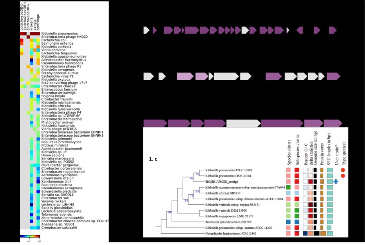 Taxonomic identification and genomic features of Klebsiella pneumoniae BCSIR-JUMIID. (a) Heatmap visualization of taxonomic composition based on the classification of sequencing reads using EDGE bioinformatics tools. The heatmap shows that Klebsiella pneumoniae is the most abundant species in the BCSIR-JUMIID sample. (b) Kaptive analysis showing the three main loci: KL150, KL107-D1, and O3b. (c) Phylogenetic tree generated using the TYGS platform reveals that Klebsiella pneumoniae BCSIR-JUMIID is closely related to Klebsiella pneumoniae strains ATCC 13883 and DSM 30104.