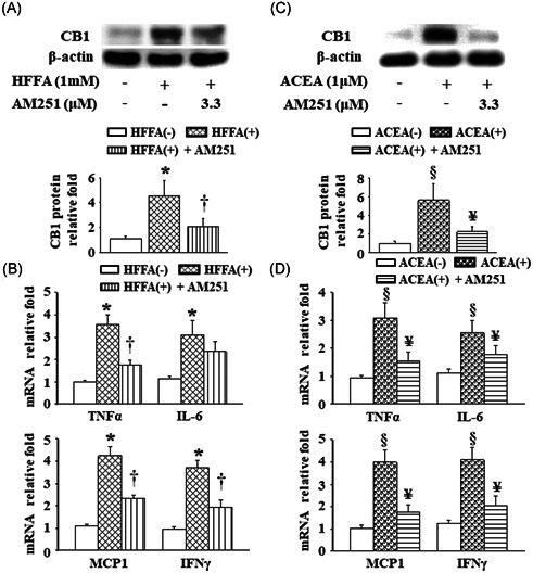 Effects of AM251 on HFFA or ACEA‐induced CB1 protein levels and the inflammatory response in RAW264.7 cells. A and C, The CB1 protein expression and (B and D) cellular mRNA levels of TNF‐α, IL‐6, MCP‐1, and IFNγ were analyzed using Western blot analysis and quantitative real‐time polymerase chain reaction, respectively. Raw264.7 cells were pretreated with 3.3 μM AM251 for 1 hour, followed by co‐treatment of 3.3 μM AM251 with 1 mM HFFA or 1 μM ACEA for 24 hours, separately. Data are presented as the mean ± SEM from three independent experiments. *P < .05 vs HFFA (−); † P < .05 vs HFFA (+); § P < .05 vs ACEA (−); ¥ P < .05 vs ACEA (+). ACEA, arachidonyl‐2′‐chloroethylamide; CB1, cannabinoid receptor type 1; HFFA, high free fatty acid; IFNγ, interferon γ; IL‐6, interleukin‐6; MCP‐1, monocyte chemoattractant protein‐1; mRNA, messenger RNA; SEM, standard error of the mean; TNF‐α, tumor necrosis factor‐α
