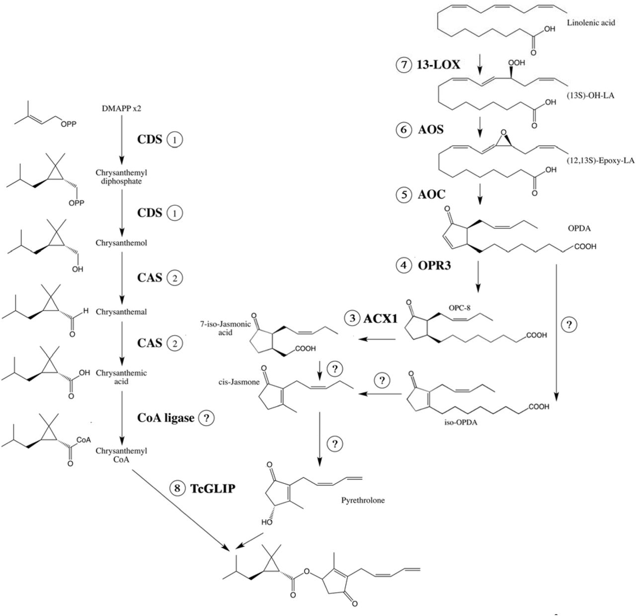 Synthesis of pyrethrin I in Tanacetum cinerariifolium identified by Sakamori et al.2 Compound names are beside their structures. Enzyme names, if known, are shown in bold alongside each arrow. Abbreviations: LA, linolenic acid; OPC-8, 3-oxo-2-(2-pentenyl)-cyclopentane-l-octanoic acid; OPDA, 12-oxo-phytodienoic acid. ACX1, acyl coenzyme A oxidase 1; AOC, allene oxide cyclase; AOS, allene oxide synthase; CAS, chrysanthemic acid synthase; CoA ligase, chrysanthemic acid-coenzyme A ligase; CDS, chrysanthemyl diphosphate synthase; HPL, hydroperoxide lyase; 13-LOX, 13-lipoxygenase; OPR3, 3-oxo-2-(2-pentenyl)-cyclopentane-l-octanoic acid reductase 3; TcGLIP, Tanacetum cinerariifolium GDSL lipase.