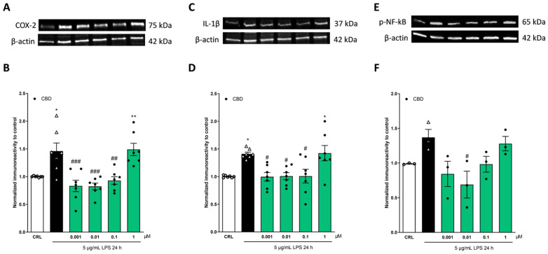 The anti-inflammatory effects of CBD on LPS-stimulated HaCaT cells. The cells were exposed to 5 µg/mL of LPS for 24 h alone or in combination with CBD, then processed for WB. Illustrative blots using antibodies directed against COX-2 (A), IL-1β (C), p-NF-kB (E), or β-actin. The quantitative analysis of immunoreactive bands (B,D,F) showed that CBD (0.001–0.1 µM) is able to reduce the increased levels of pro-inflammatory proteins induced by LPS. * p < 0.05 and ** p < 0.01 vs. CRL, # p < 0.05, ## p < 0.01, ### p < 0.001 vs. LPS (ANOVA + Tukey’s w-test). Δ represented LPS alone. ○ represented CRL alone.