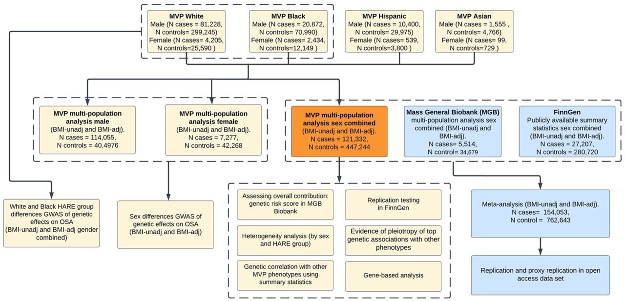 Flowchart of genetic analyses of OSA.Flowchart of genetic analyses of OSA performed. The primary analysis is the OSA GWAS in MVP. Various analyses were performed using the primary results. The MVP OSA GWAS summary statistics were also meta-analyzed with GWAS summary statistics from MGB Biobank and FinnGen, followed by replication and proxy-replication look up in open-access datasets.