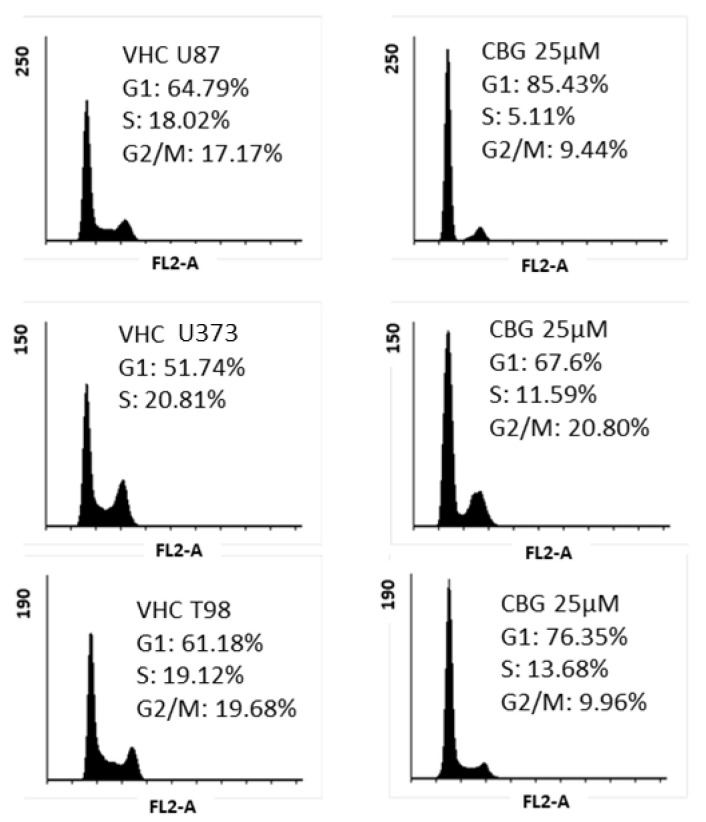 CBG-induced cell-cycle arrest in the G1 phase in GB cell lines. The cell lines U87, U373, and T98 were treated with 25 μM CBG twice within 48 h. The representative cell cycle distribution was analysed by flow cytometry, as described in the Materials and Methods sections (Section 2.9). The upper panel represents the shift in cell-cycle phase distribution (y axis: percentage of cells) vs. vehicle (left panels, comprising 0.24% (v/v) ethanol) after CBG treatments of U87 cells (upper panel), U373 cells (middle panel), and T98 cells (lower panel). Accumulation of cells in the G1 phase, reducing the percentage of cells in S phase and G2/M phase, was observed in all three established GB cell lines.