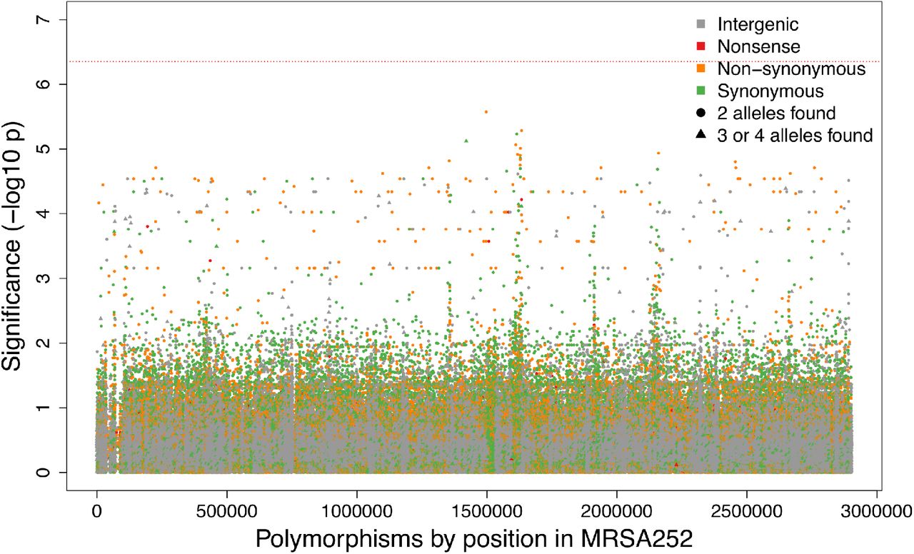 Manhattan plot of SNP associations with carriage-vs-bacteraemia, controlling for population structure and HA or CA origin.The significance of each SNP (–log10 P value) is plotted according to location on the 2.9MB MRSA252 reference genome, with control for population structure and CA-vs-HA origin. SNPs are coloured according to their predicted effect on protein, and shaped according to the number of alleles found at that site in the study set. A Bonferroni-corrected significance threshold based on the number of phylopatterns (n=112, 292) is plotted in red (10−6.4), assuming a family-wise error rate of 5%.