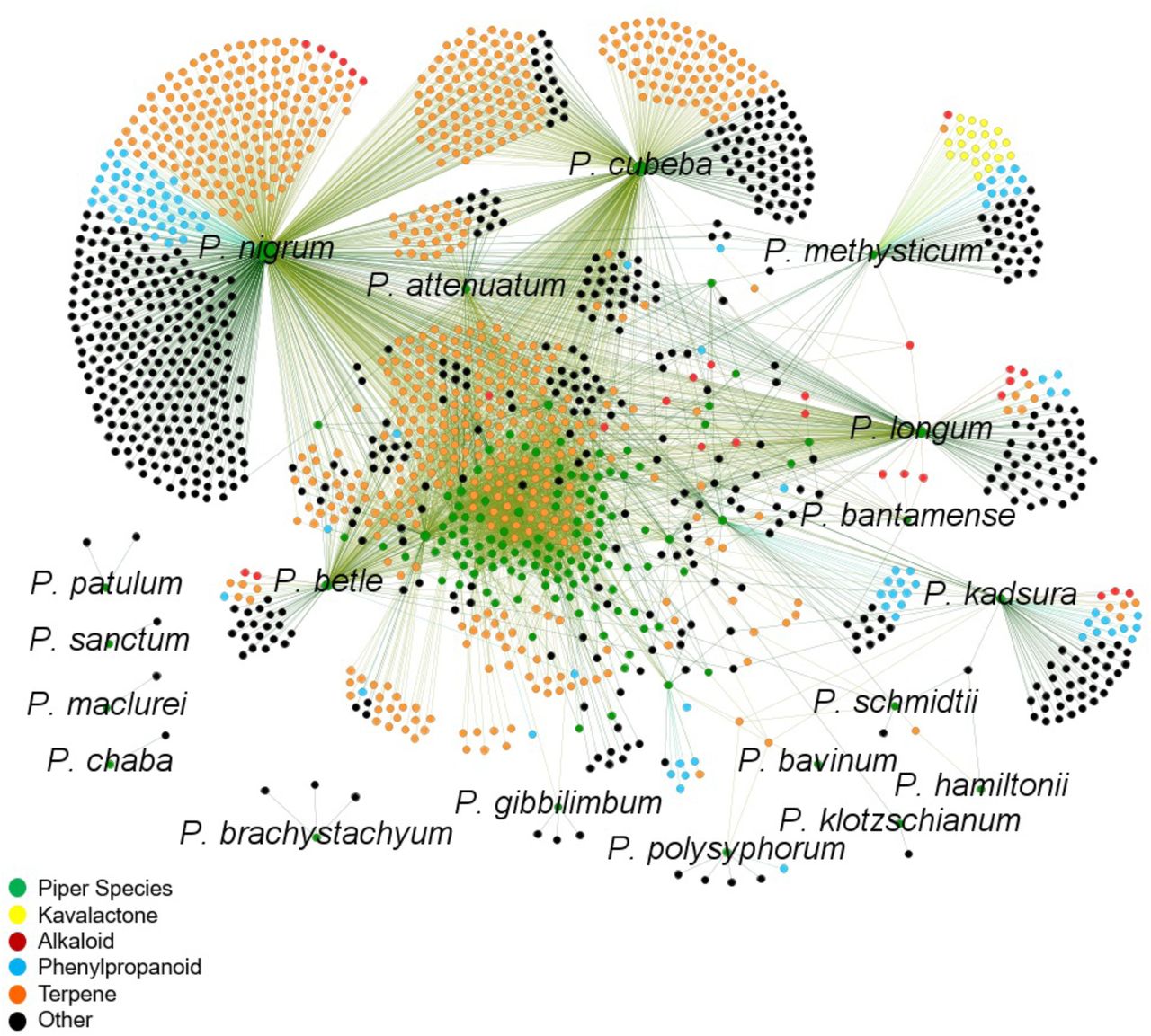 Network map of Piper species and shared chemical constituents across the genus.This network visualization displays chemical connectivity across 139 Piper species, based on shared secondary metabolites compiled from phytochemical datasets. Green nodes represent individual Piper species, while all other nodes represent distinct compound types: kavalactones (yellow), alkaloids (red), phenylpropanoids (cyan), terpenes (orange), and other compounds (black). Edges represent the presence of a given compound within a particular species. The map reveals clustering of chemically dense species such as P. nigrum, P. methysticum, P. longum, and P. cubeba, with partially overlapping chemical profiles. Notably, canonical kavalactones cluster exclusively with P. methysticum, emphasizing their species-specific presence while other pharmacologically relevant compound classes (e.g., alkaloids and terpenes) show broader distribution across the genus.